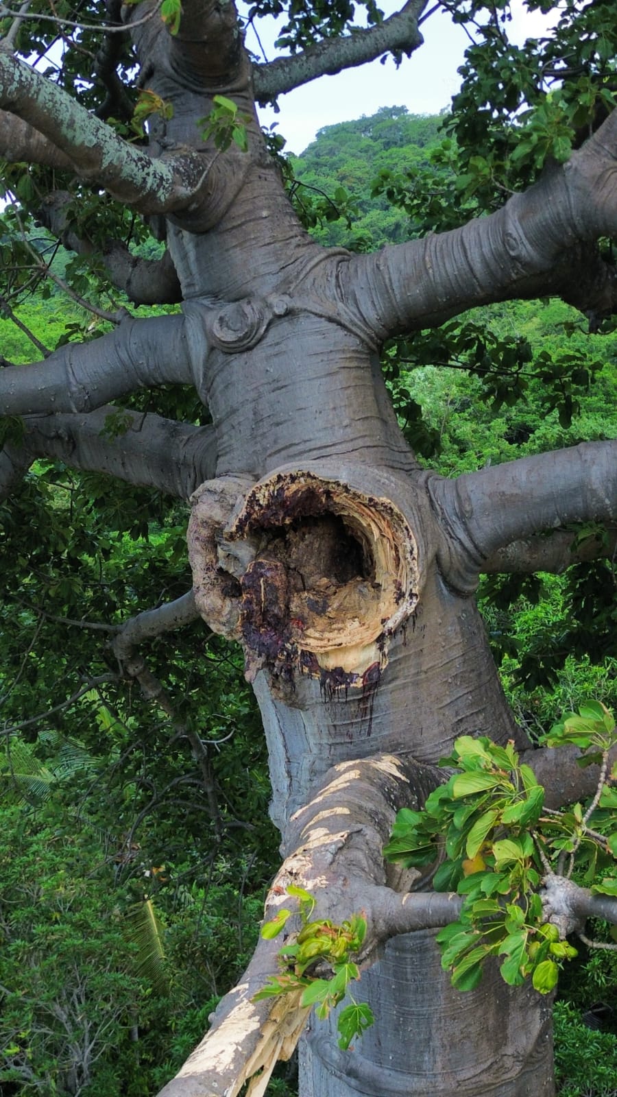 Ayudemos al arbol de Cuipo del Kilometro 67 