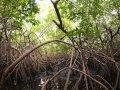 manglar