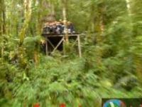 adventures panama boquete tree